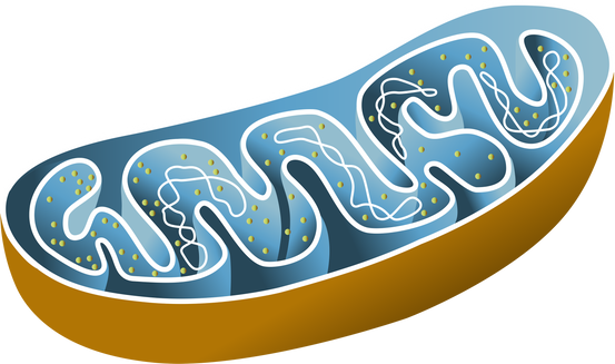 Mitochondria organelle of the cell vector